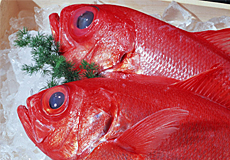 春の魚