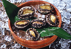 夏の魚