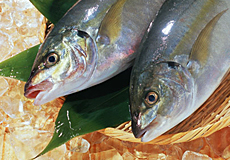 夏の魚