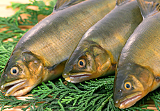 夏の魚