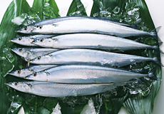 秋の魚