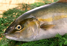 秋の魚