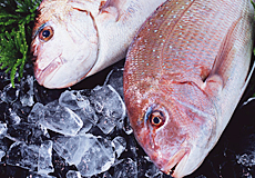 秋の魚