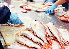 新鮮かつ安全な魚